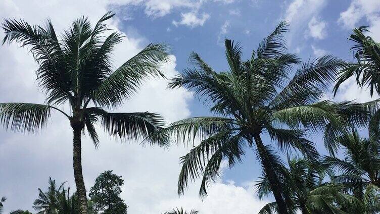椰树晴朗天空蓝天白云天气环境优美植物