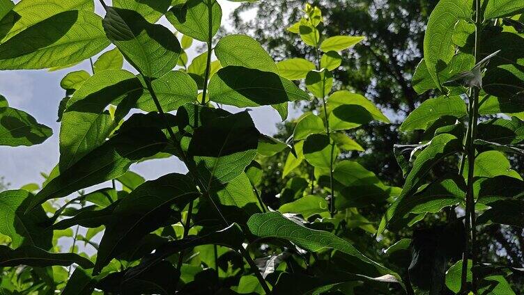 夏天茂盛的银杏树02