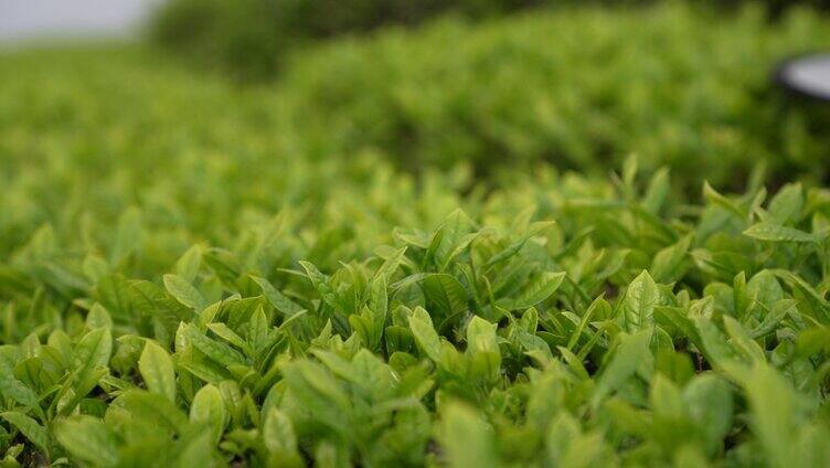  嫩芽 茶叶 绿茶 茶园 农业