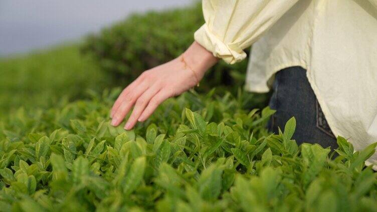 手抚摸茶叶 嫩芽 茶叶 绿茶 茶园 农业