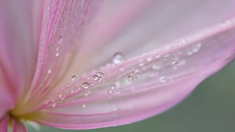 雨滴落在花朵上