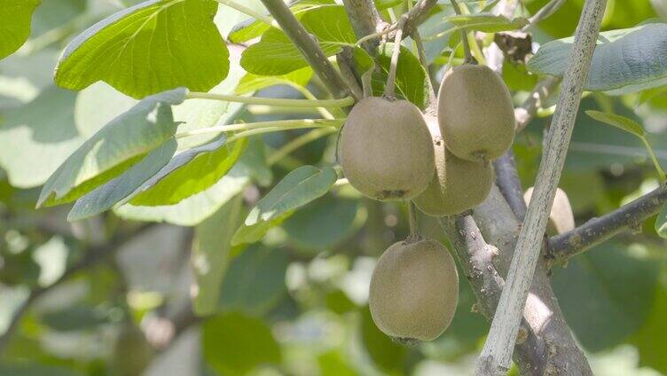 猕猴桃水果种植