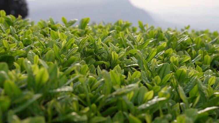 嫩芽 茶叶 绿茶 茶园 农业 种植园 茶