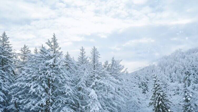 森林雪景风景