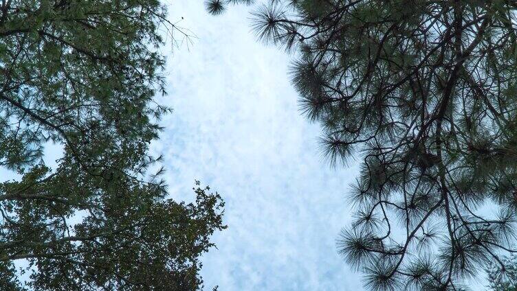 躺在深林 看向天空