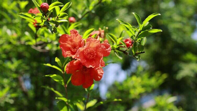 【原创16镜】春天春意盎然百花盛放各种花