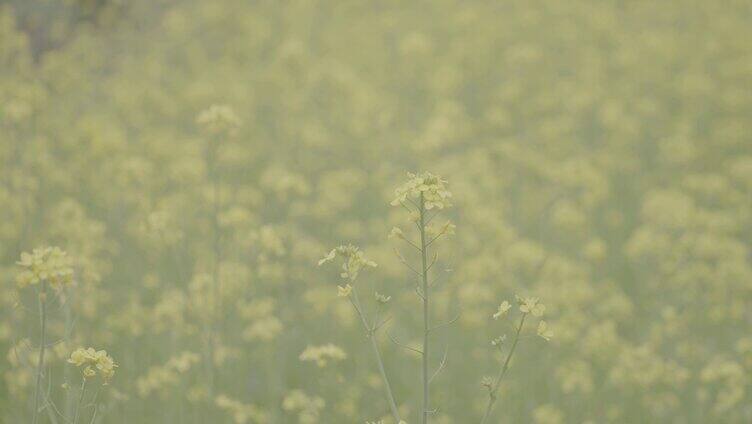 4K春天油菜花盛开油菜花田S-Log素材