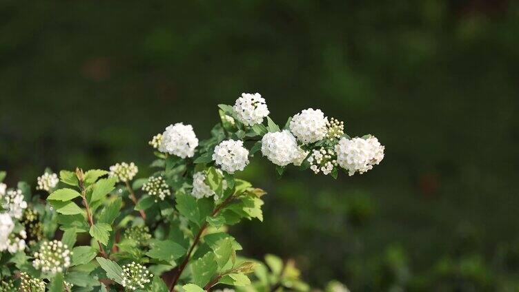 （合集）春天春意盎然百花盛放各种花特写