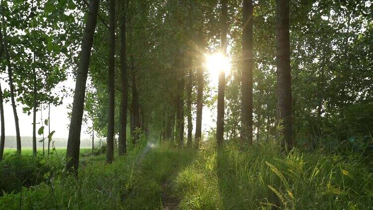 唯美清新阳光下的树林