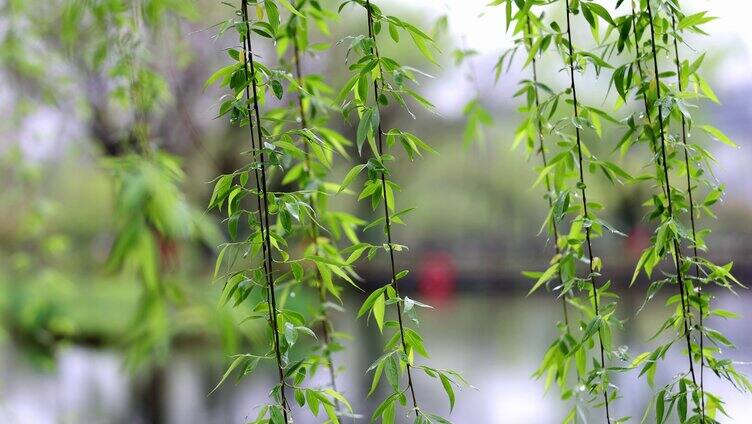 （8镜合集）清明雨天雨滴春雨垂柳花朵慢镜