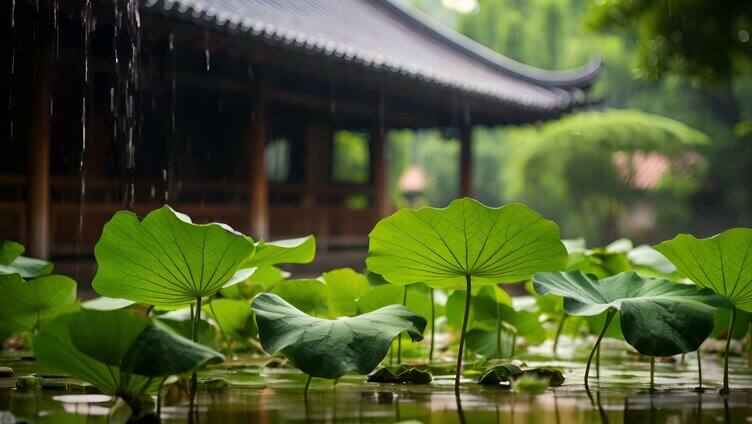 夏天荷塘荷花