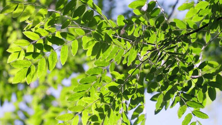 夏天阳光下的绿叶清新空镜