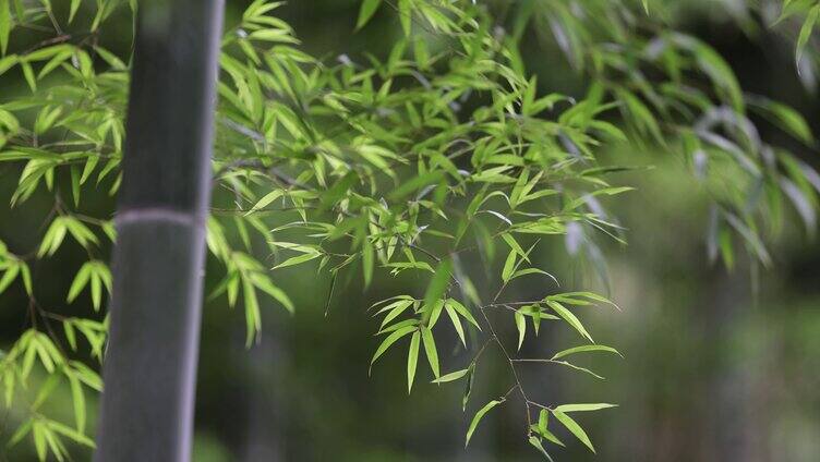 【原创6镜】春风吹动竹林竹叶唯美空镜