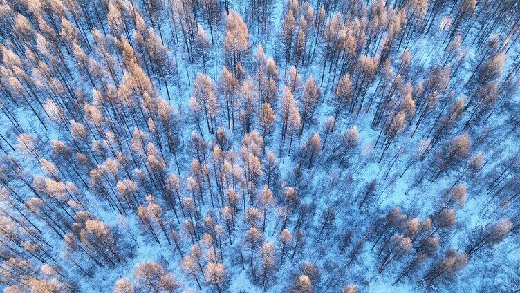 航拍夕阳洒在雪原树林上