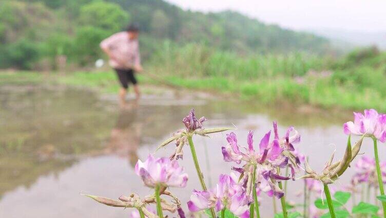 农民在田间种地