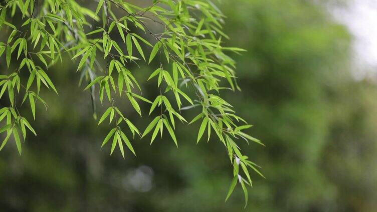 （合集）春风吹动竹林竹叶唯美空镜