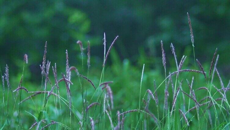 乡村里的野草