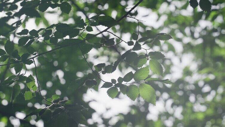 夏天阳光下的绿叶清新空镜