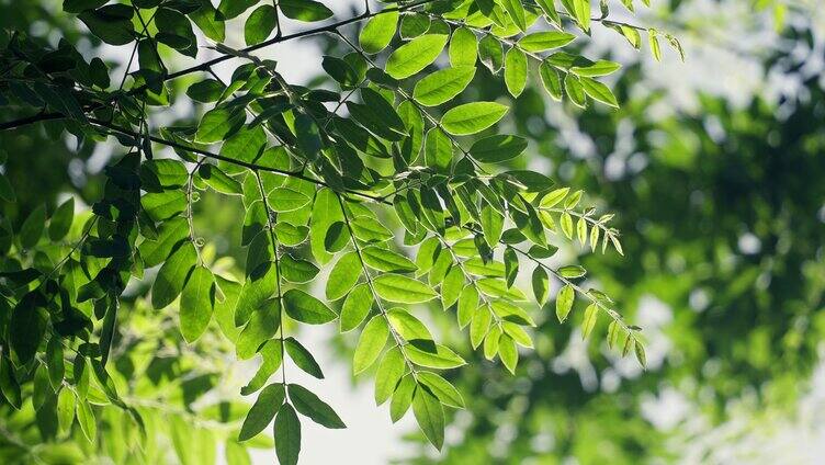 夏天阳光下的绿叶清新空镜