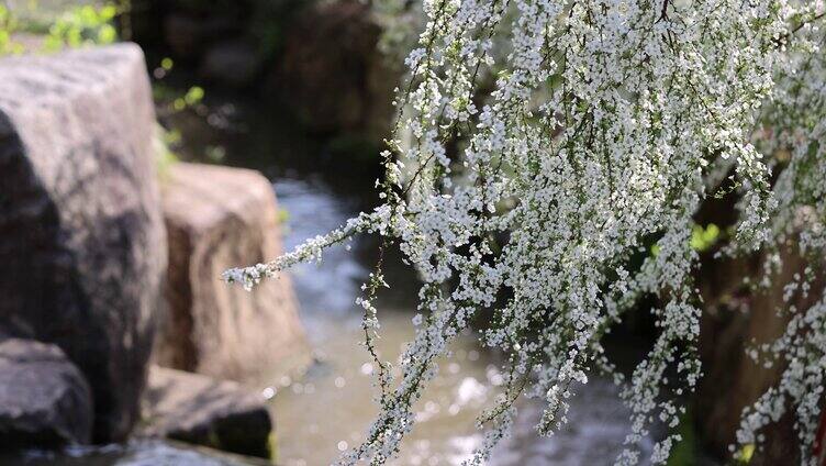 （合集）杭州茶叶博物馆春天雪柳盛开