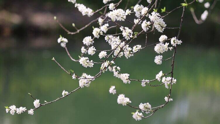 （合集）湖边盛开的李花李子花