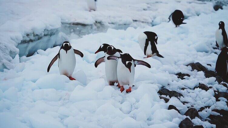 企鹅_冰雪冰川
