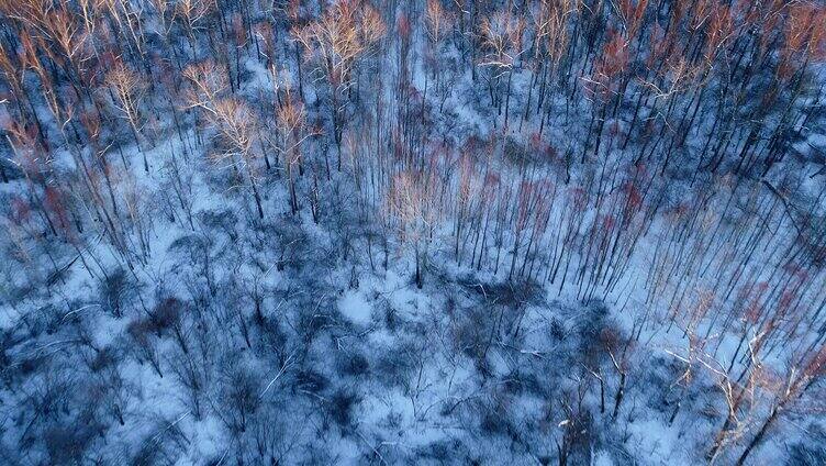 航拍寒冬夕阳下的雪原树林