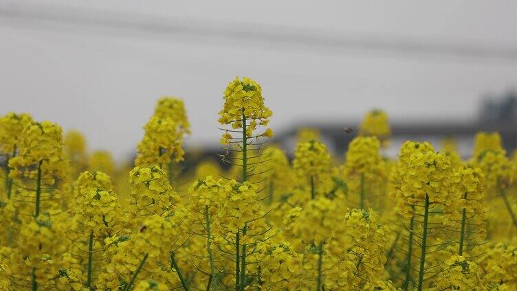 德阳调元镇油菜花特写