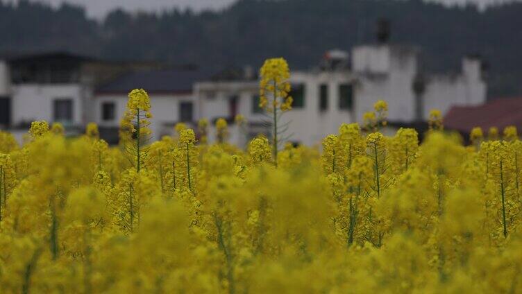 德阳调元镇油菜花特写