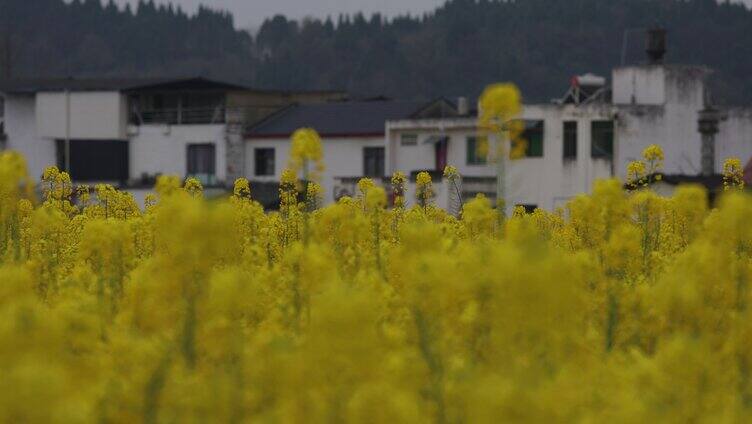 德阳调元镇油菜花特写