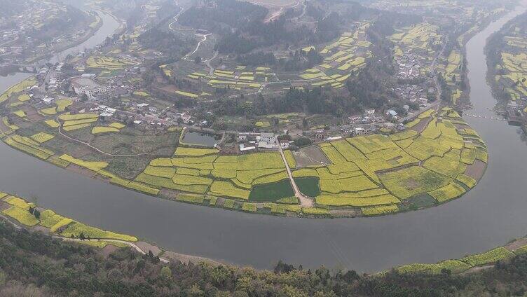 德阳凯江大回湾调元镇油菜花