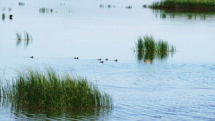 湿地沼泽湖泊中的水鸭子