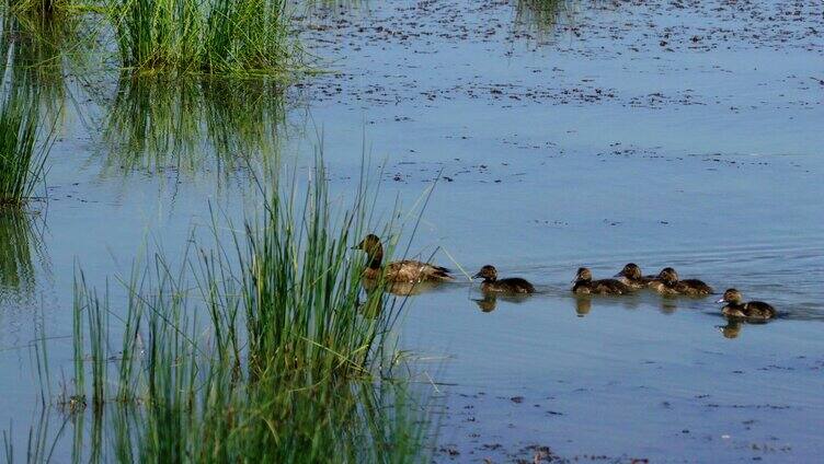 湿地沼泽湖泊中的水鸭子