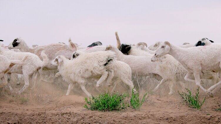 羊群奔跑 西北羊群