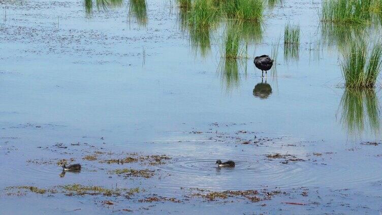 湿地沼泽湖泊中的水鸭子水鸭子
