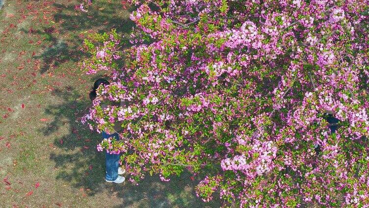 春天郊游校园拍花