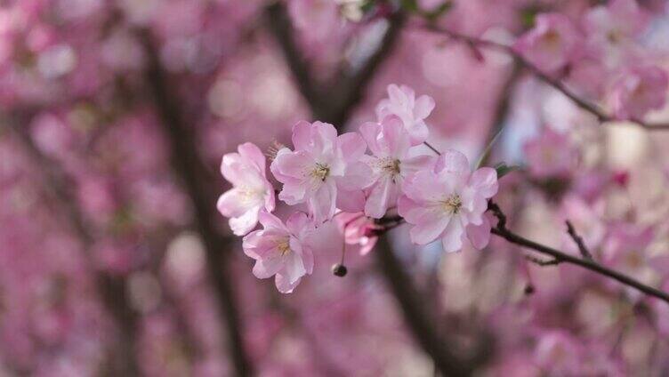 春天盛开的垂丝海棠海棠花
