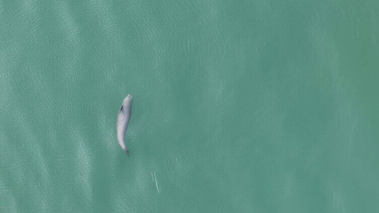 无人机航拍高清江豚捕食游玩慢动作
