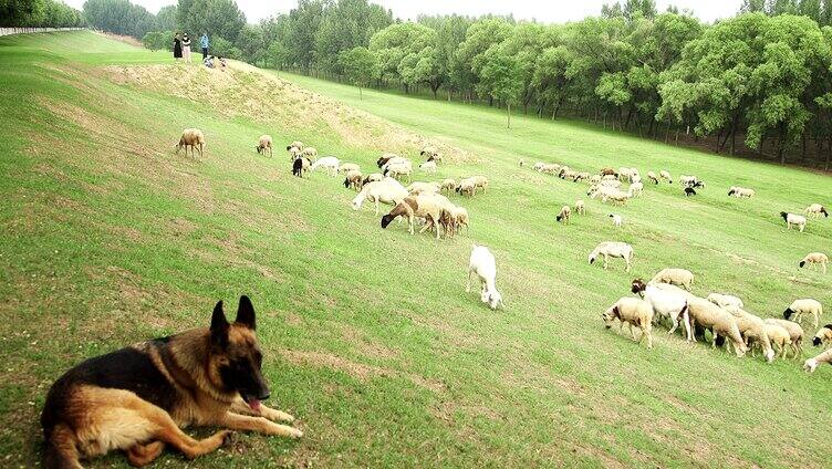 牧羊 羊群放牧 绿色生态 生态养殖 羊