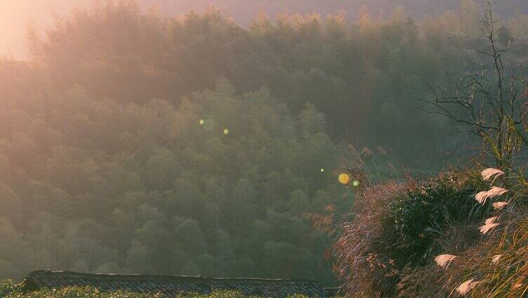 夕阳山顶竹林