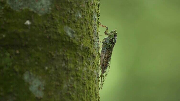 蝉鸣夏天知了绿色树枝上的蝉鸣叫昆虫叫声