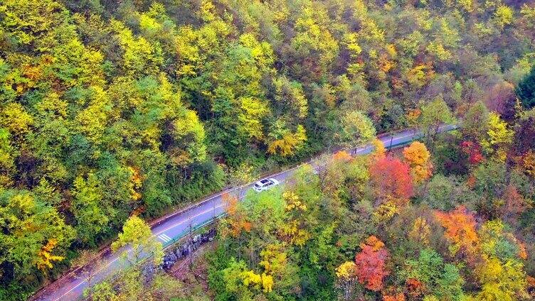 彩林风景小路追车