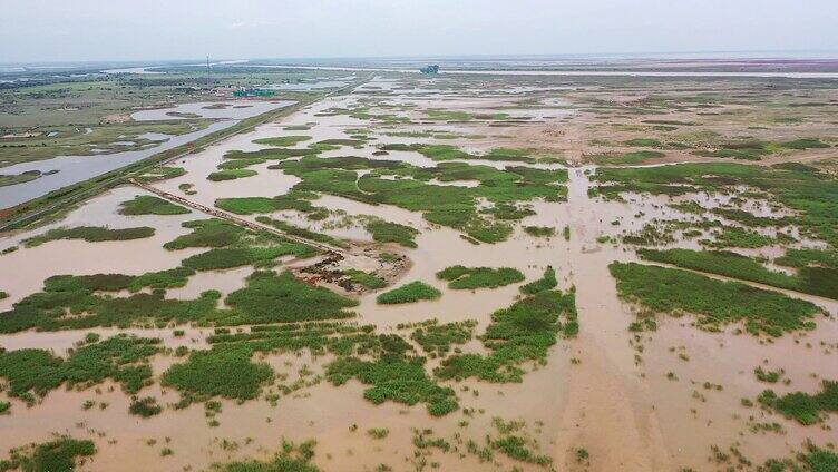 黄河湿地 生态湿地 黄河平原