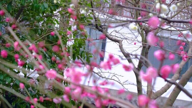 杭州植物园灵峰探梅梅花开了风景视频素材4