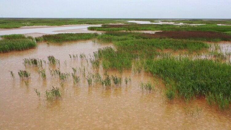 黄河湿地 黄河流域 黄河生态 黄河平原 