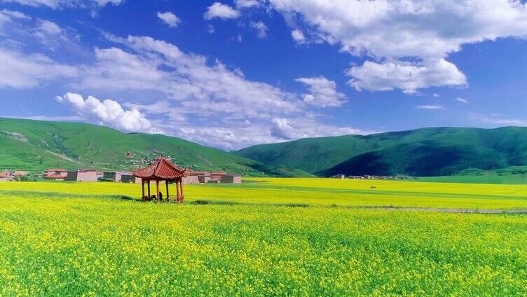 高原景色 农业种植 大型油菜花种植基地 