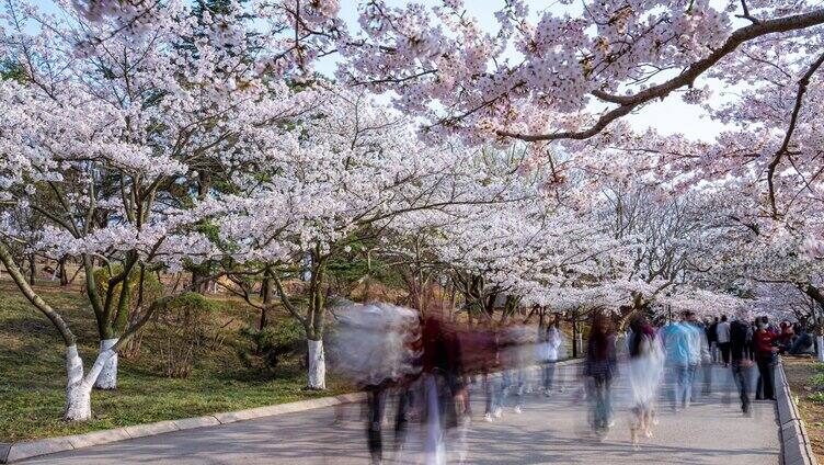 延时合集-中山公园樱花