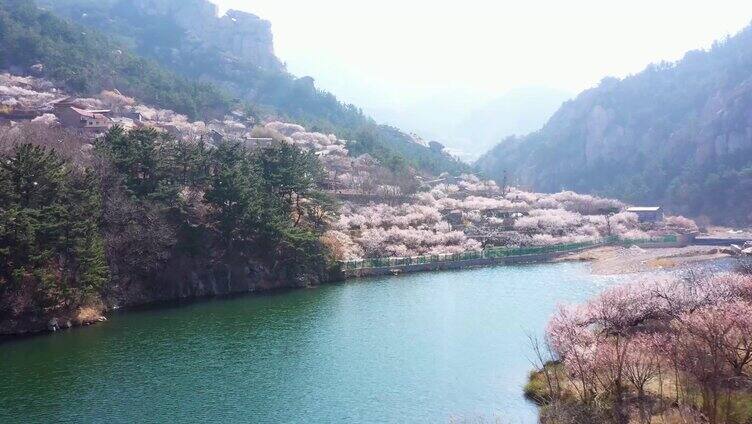 航拍-崂山北宅樱花