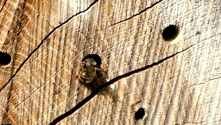 昆虫旅馆前的野蜜蜂。昆虫的保护