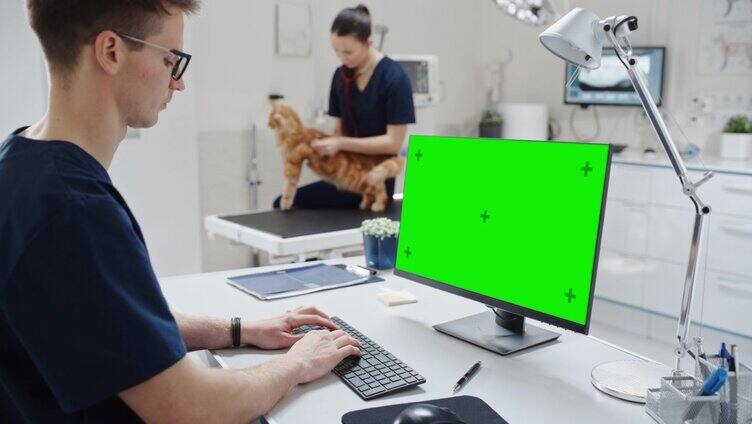 兽医诊所的医生工作在台式电脑与绿色屏幕模拟显示。女兽医用听诊器诊断红缅因猫